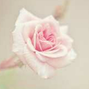 todays-aesthetic avatar