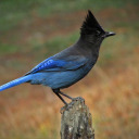 todaysbird avatar