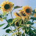 todayssunrays-blog avatar