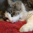 todeeproots-blog avatar