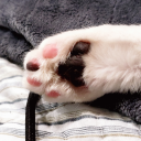 toebeanboogie avatar