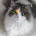 toebeancentral avatar