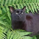 tofasco-kylasco avatar