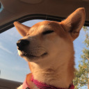 tofu-the-shiba avatar