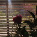 togetherinthisf-ckedupfairytale avatar