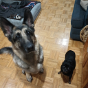 toiletdestroyer3415 avatar