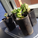 tokidoki-boop avatar