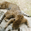 tokin-or-broken avatar