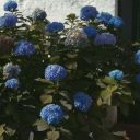 tokugawafrown avatar