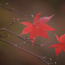 tokyo-tiddies avatar