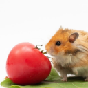 tomato-hamster avatar