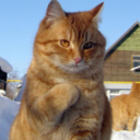 tomato-smoothies avatar