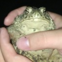 tomatoallergy avatar