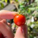 tomatotiefling avatar