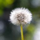 tomatotomahtoworld avatar