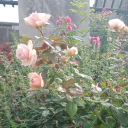 tomb-of-flora avatar