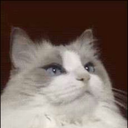 tomcatisamazeballs avatar