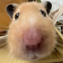 tometoescheese avatar