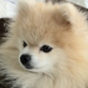 tommypom avatar