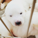 tomoka-kondou avatar