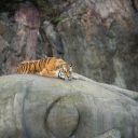 tomorrowwithme avatar