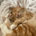 tomriddlesho3 avatar