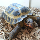 toms-been-taken avatar