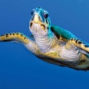 tomydeartwertle avatar