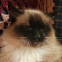 toniaandhercats avatar