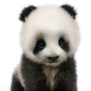 too-destiny-panda avatar