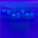 too-gone-blog-blog avatar