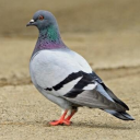 too-mny-bones avatar