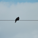 toobeautifultodie avatar