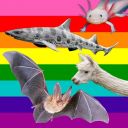 toobertpoondert avatar