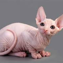 toodefendorwinner avatar