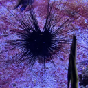 tookilljoytodie avatar