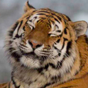 tookindtoshoot avatar