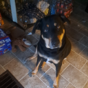 toomanyfandomstolove avatar