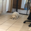 toomanypretzels avatar