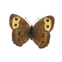 toomuchtodream avatar