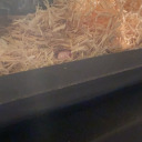 toon-damiens-cornsnake avatar