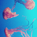 tooshaknowsbest avatar