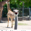 toostressedtobe-blessed avatar