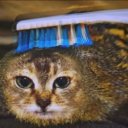 toothbrushcat avatar