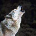 toothxandxclaw avatar