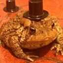 tophattoad avatar