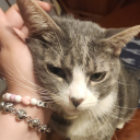 topknotgaywad avatar