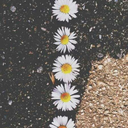 toprakkokanpapatya avatar