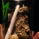 topshelfgreen avatar