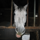 torascalwithlove avatar